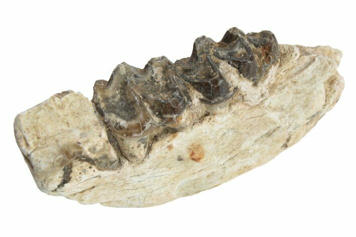 Fossil Horse (Mesohippus) Jaw Section - South Dakota #223391